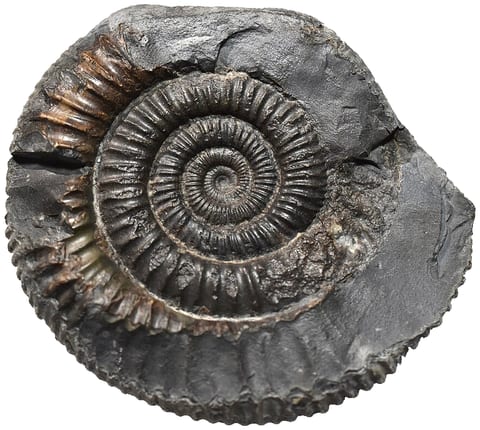 Ammonite reference specimen